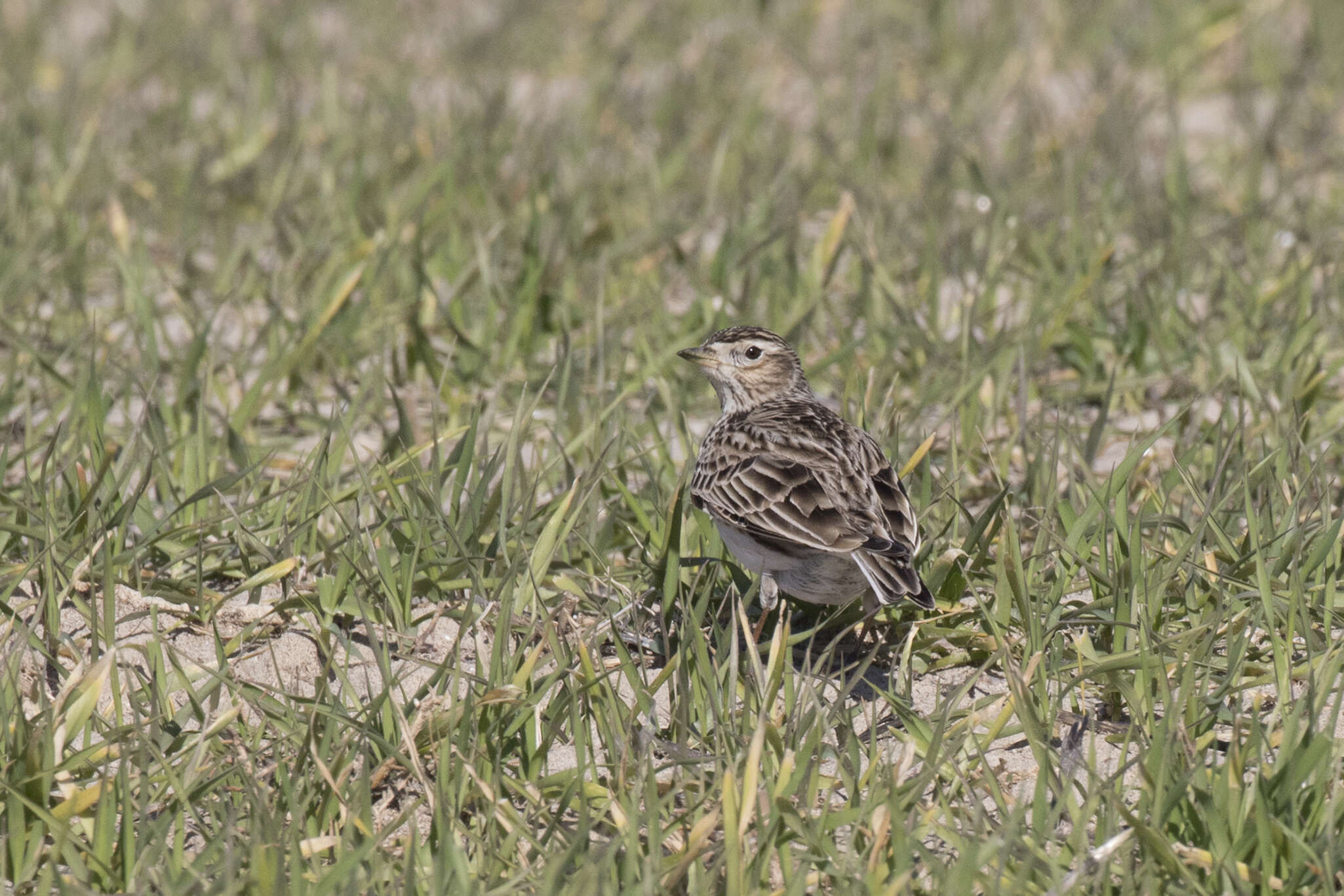 Image of Skylark