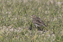 Image of Skylark