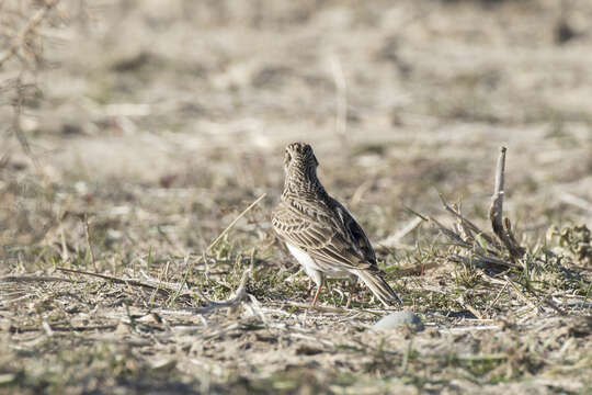 Image of Skylark