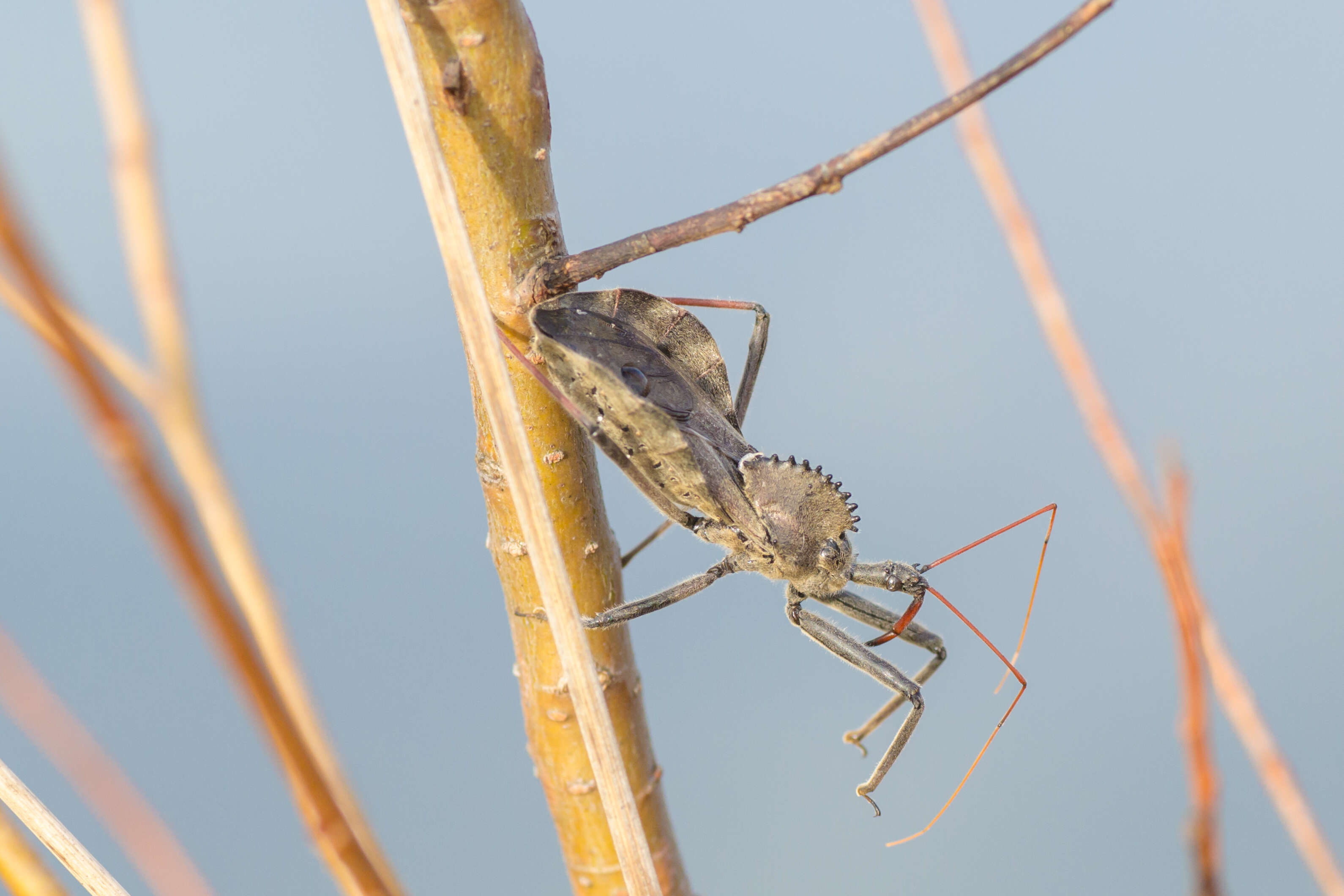 Plancia ëd Arilus cristatus (Linnaeus 1763)