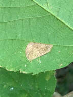 صورة Phyllonorycter celtifoliella (Chambers 1871)