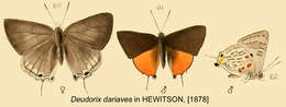 Image of Deudorix dariaves Hewitson 1877