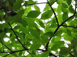 Image of Commiphora harveyi (Engl.) Engl.