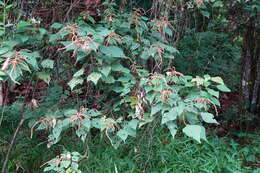 Plancia ëd Mallotus paniculatus (Lam.) Müll. Arg.