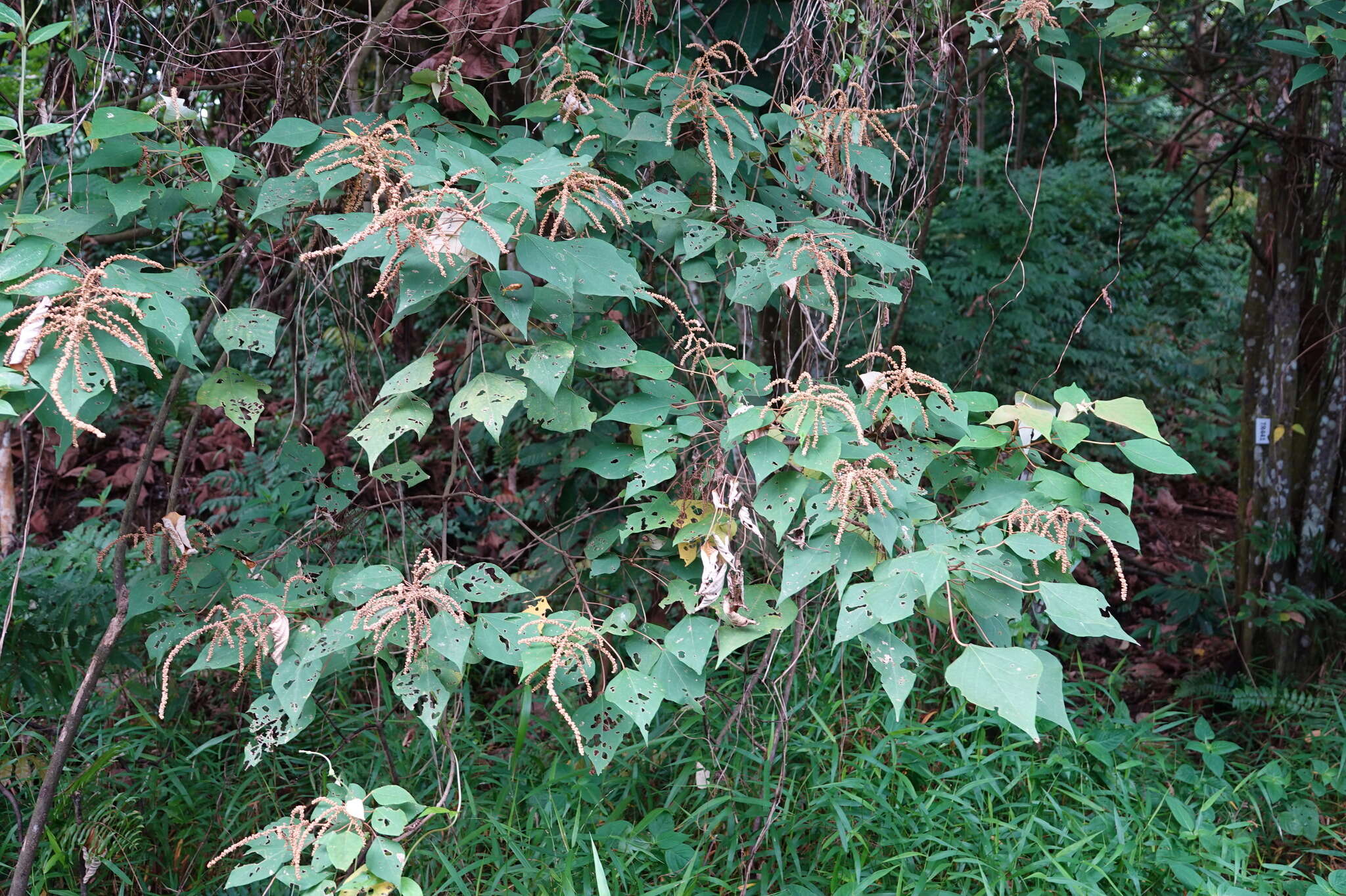 Image de Mallotus paniculatus (Lam.) Müll. Arg.