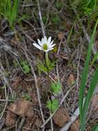 Imagem de Anemone decapetala Ard.