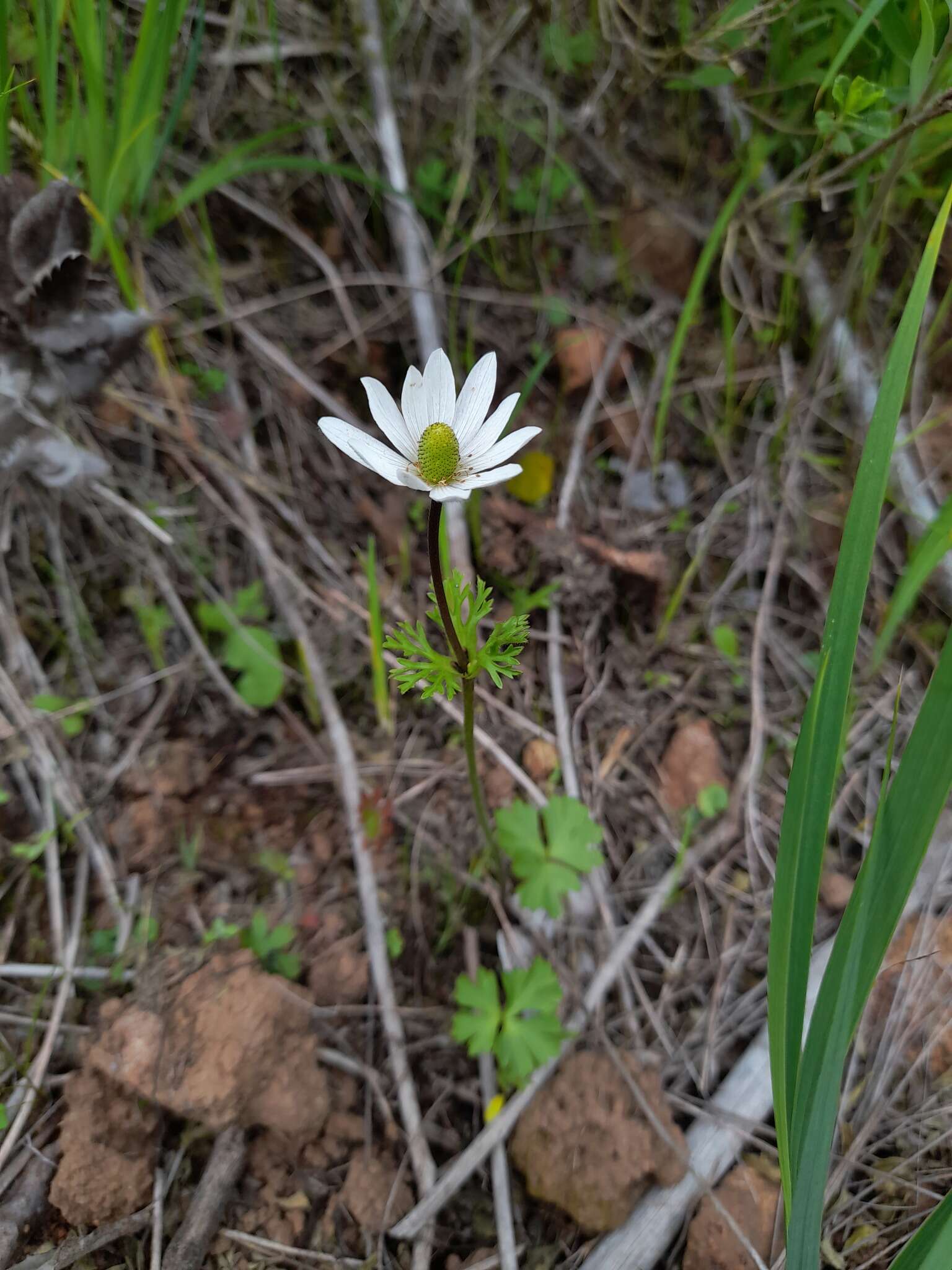 Image of Anemone decapetala Ard.