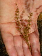 Image of Anthospermum bicorne Puff