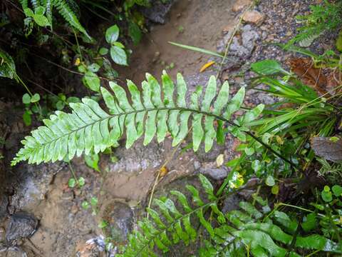 Image of Hymenasplenium obscurum (Bl.) Tag.