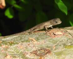 Image of Nelson's Spiny Lizard