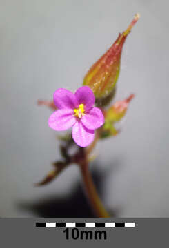 Image of Geranium purpureum Vill.