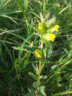 Image of Yellow rattle