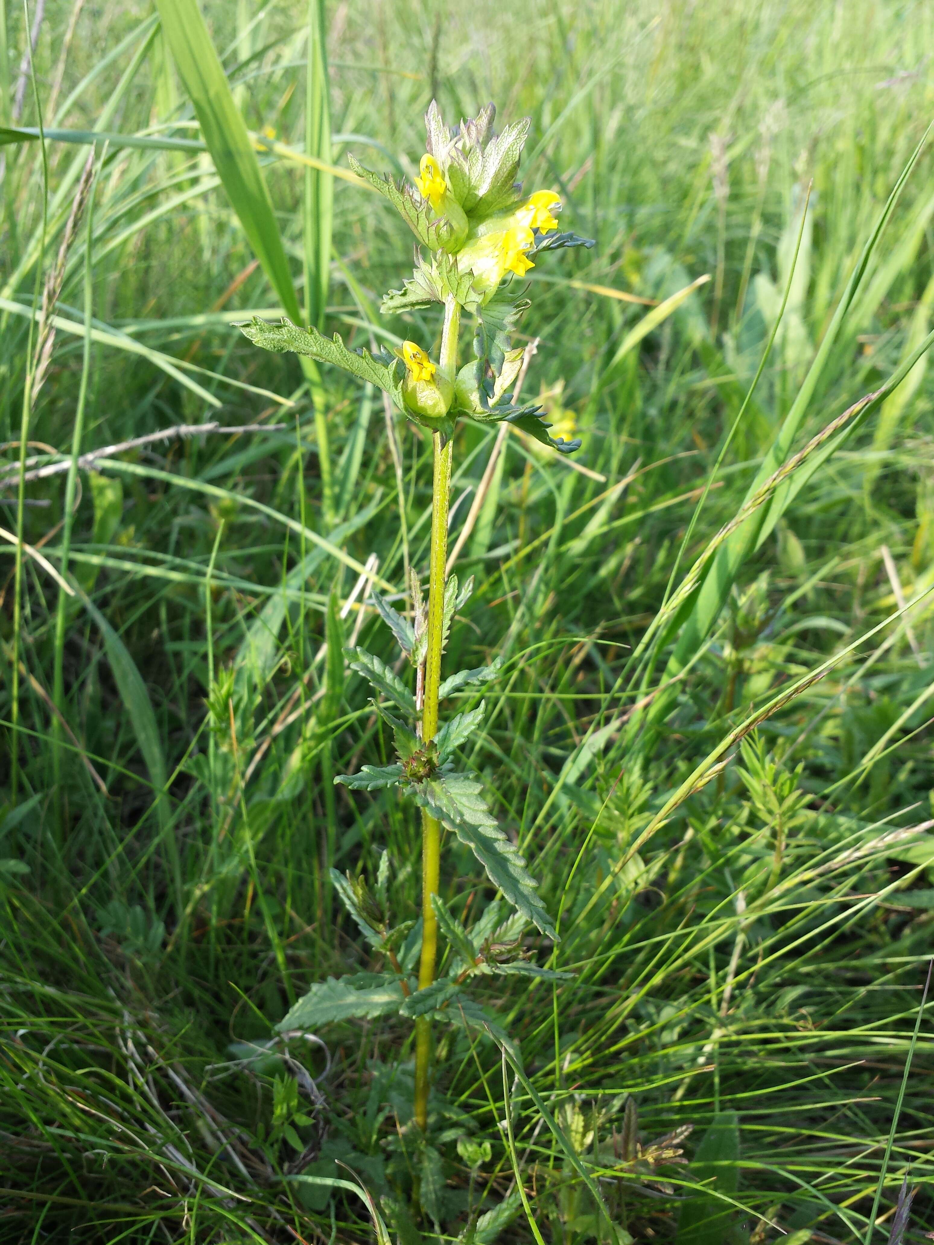 Image of Yellow rattle