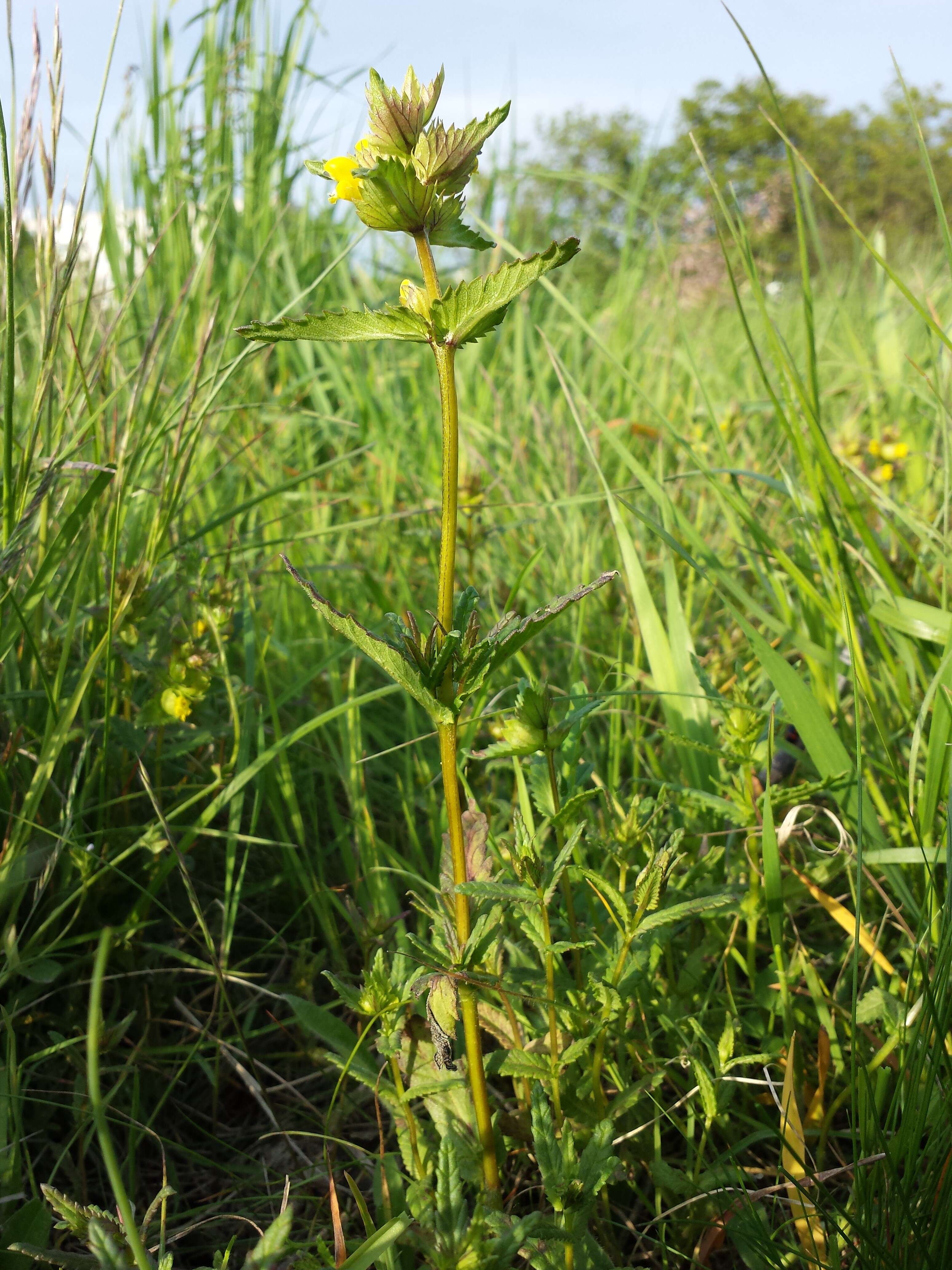 Image of Yellow rattle