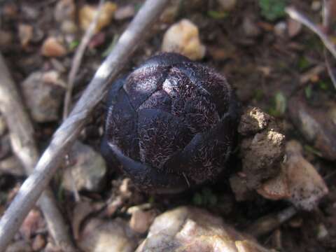 Image of Hyobanche rubra N. E. Br.