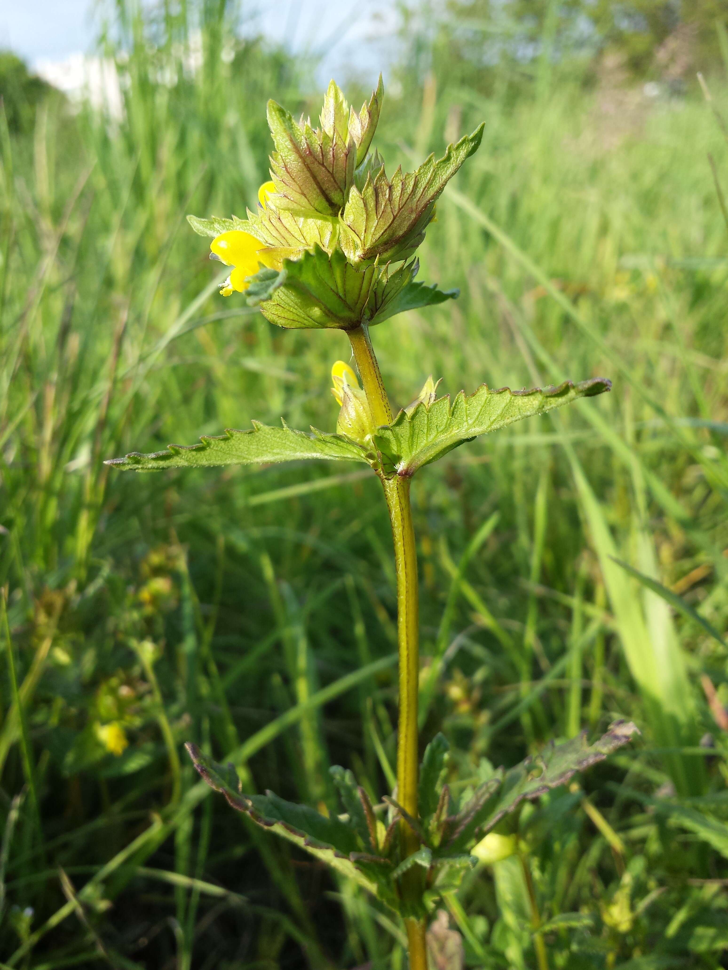 Image of Yellow rattle