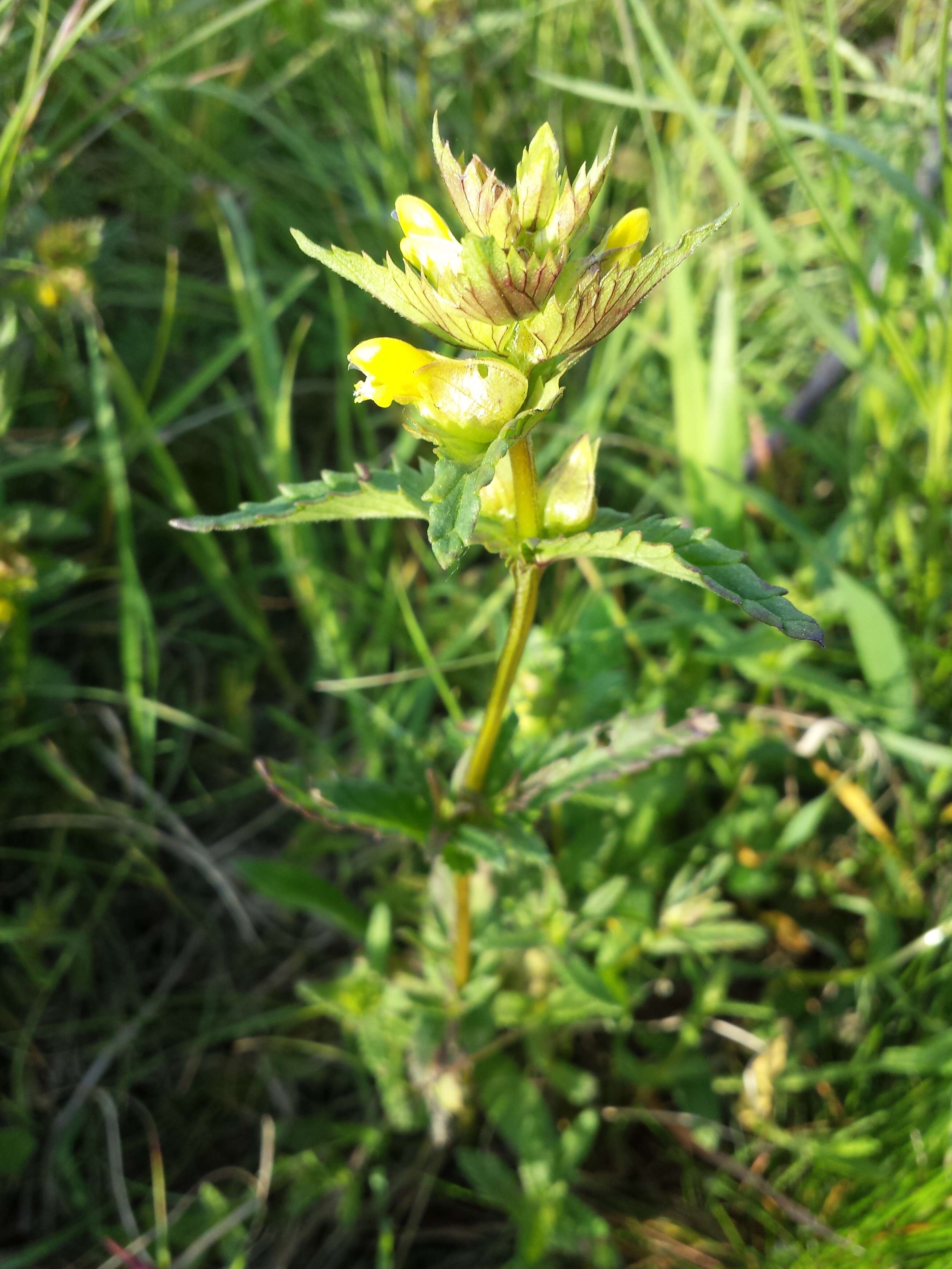 Image of Yellow rattle