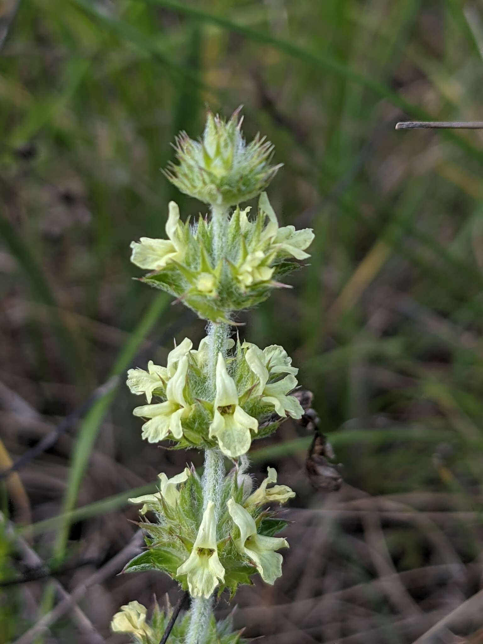 Image de Sideritis fruticulosa Pourr.