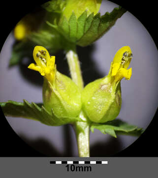 Image of Yellow rattle