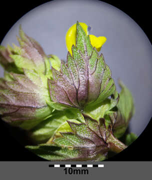 Image of Yellow rattle