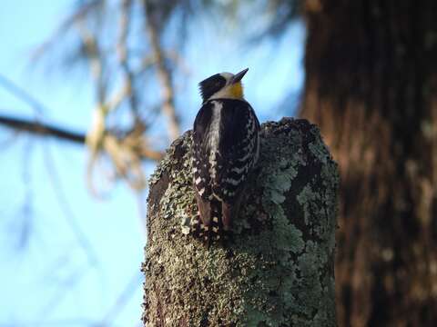 Слика од Melanerpes cactorum (d'Orbigny 1840)