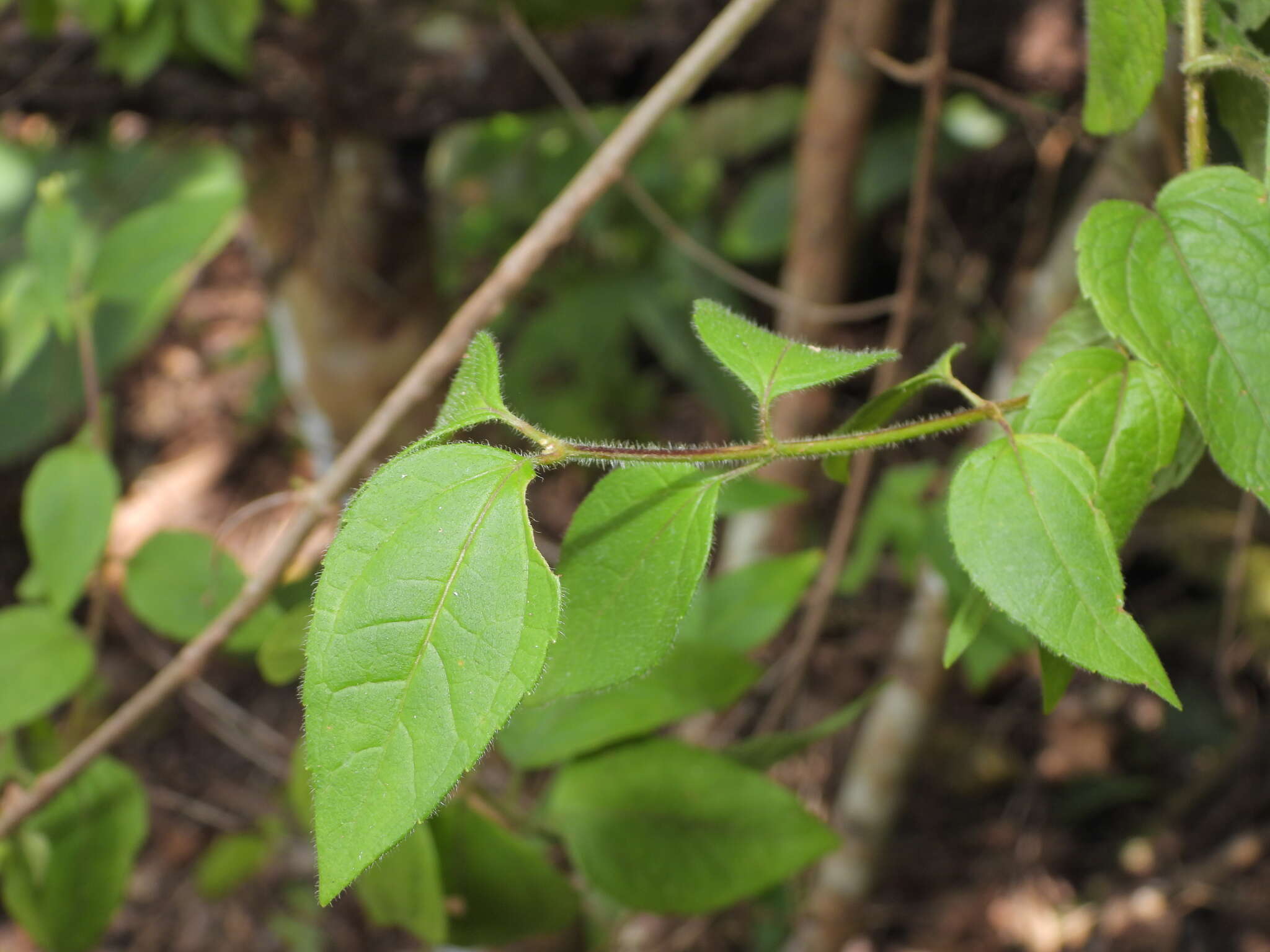 Imagem de Calea solidaginea subsp. deltophylla (Cowan) Pruski