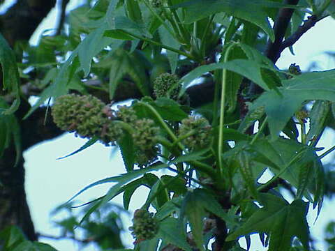 Image of American Sweetgum