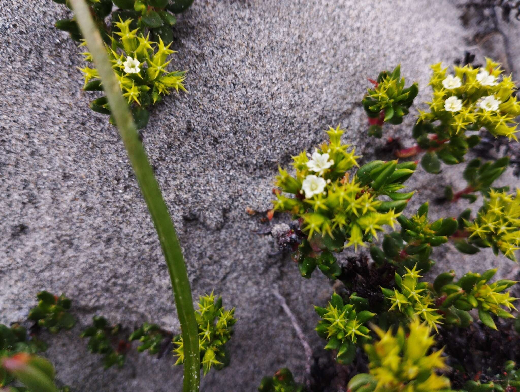 Image of Chorizanthe mieresii Teillier & J. Macaya