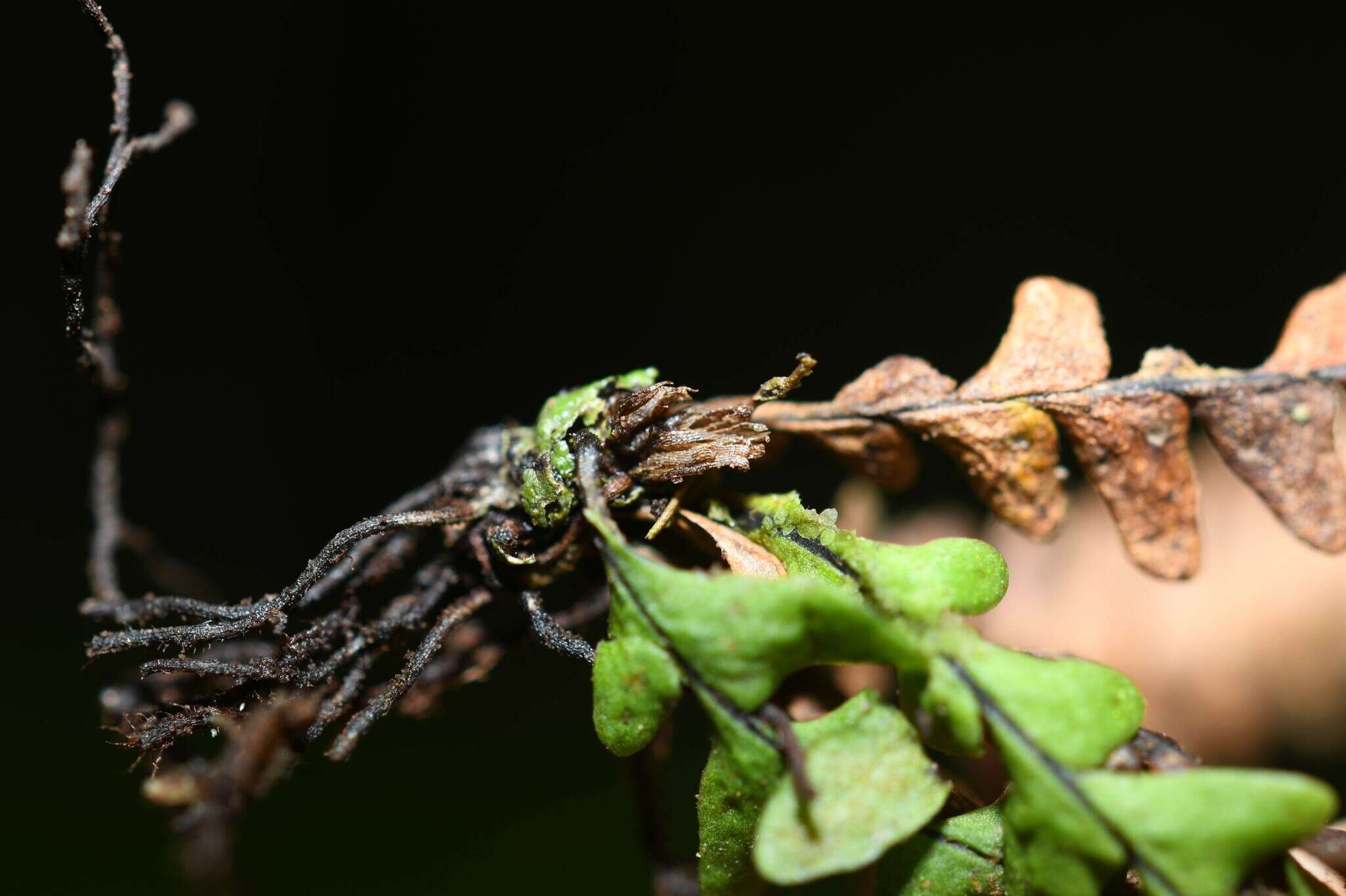 Image of Jamaican lellingeria