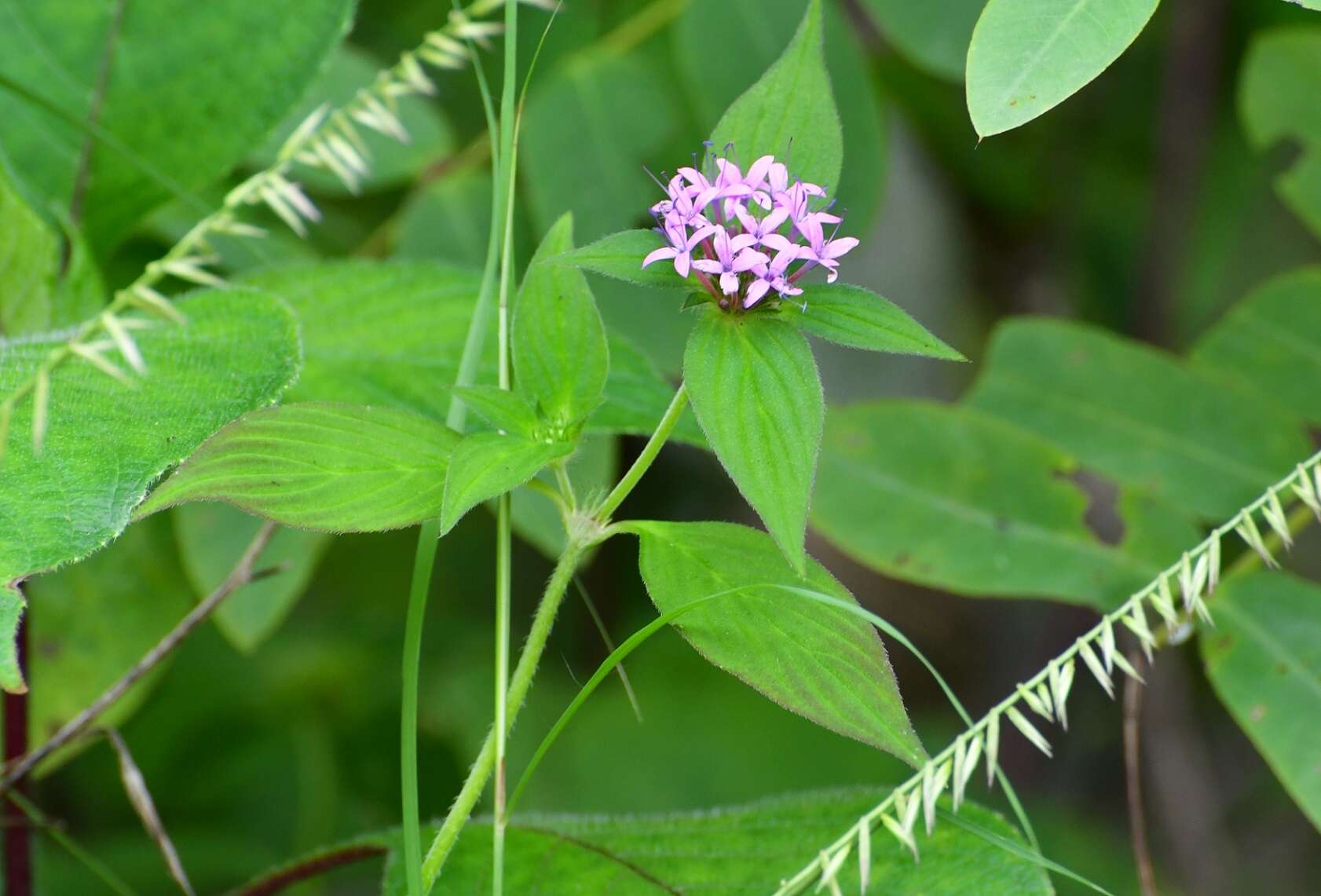 Image of Crusea longiflora (Roem. & Schult.) W. R. Anderson