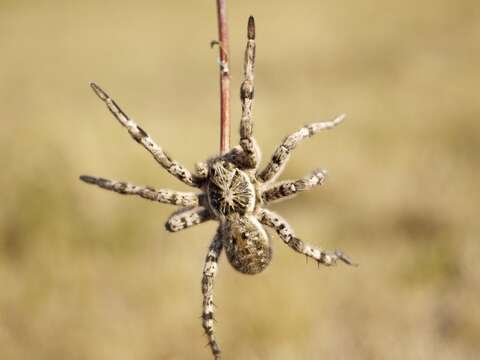 Image of Lycosa singoriensis (Laxmann 1770)