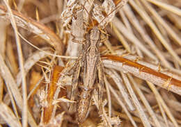 Image de Chorthippus (Glyptobothrus) dubius (Zubovski 1898)