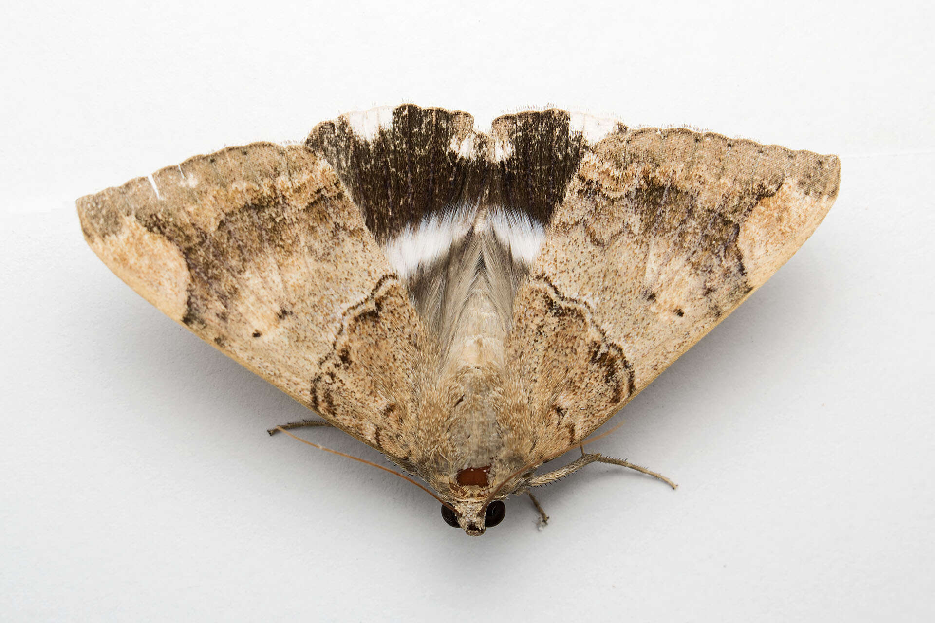 صورة Achaea janata (Linnaeus 1758)