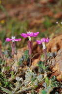 Imagem de Silene colorata subsp. colorata