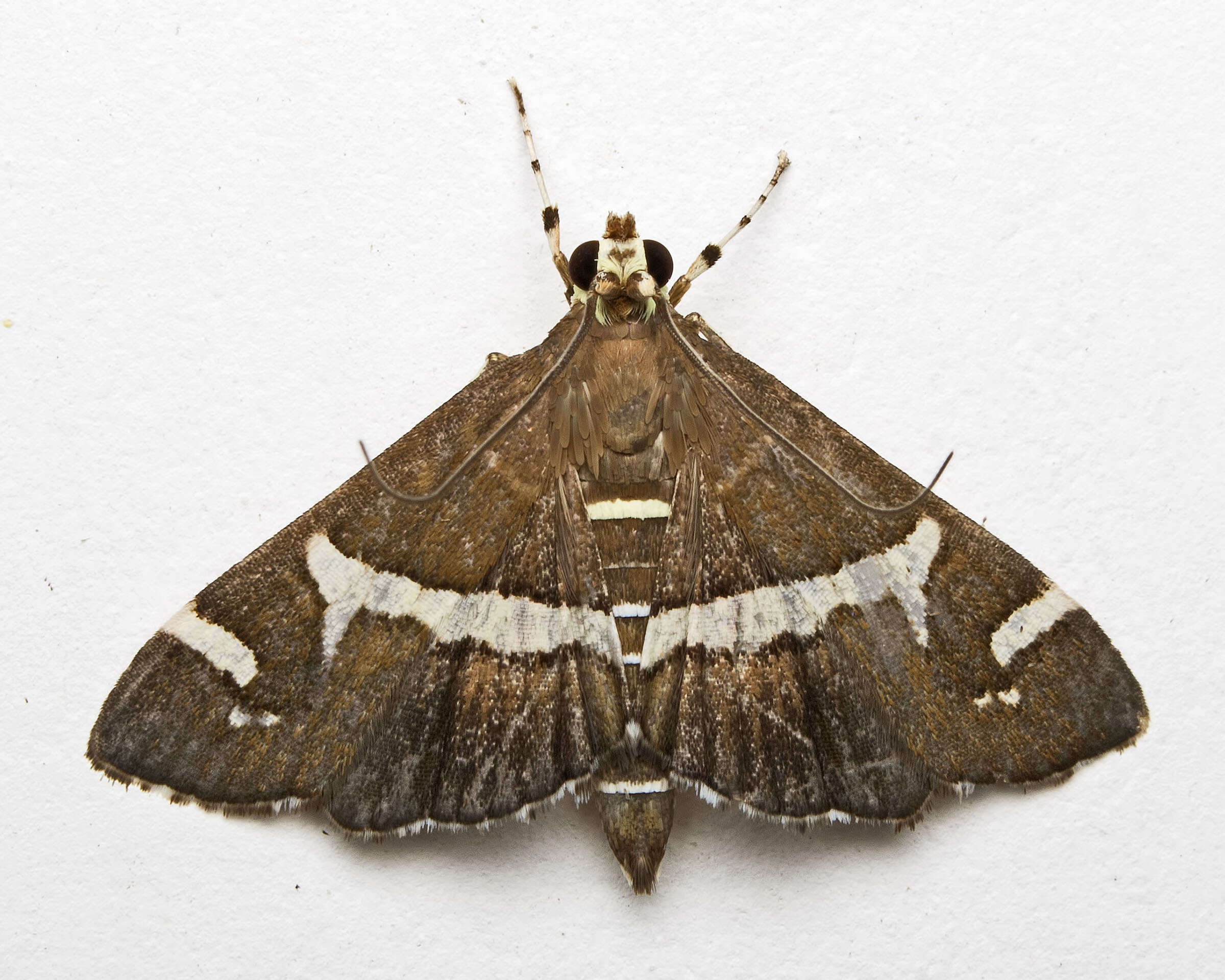 Image of Beet webworm moth