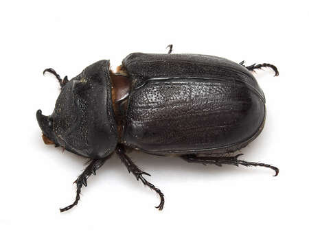 Image of Asian rhinoceros beetle