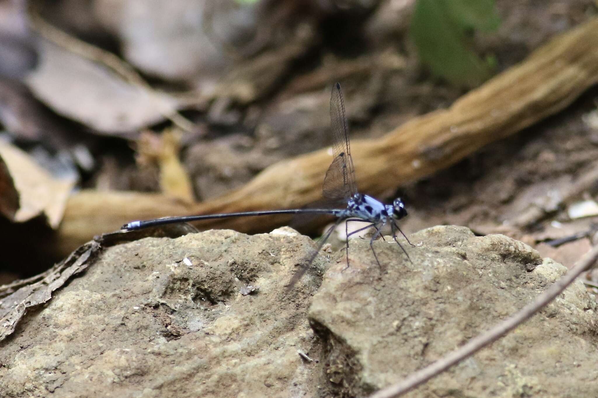 Image de Hypolestes hatuey Torres-Cambas 2015