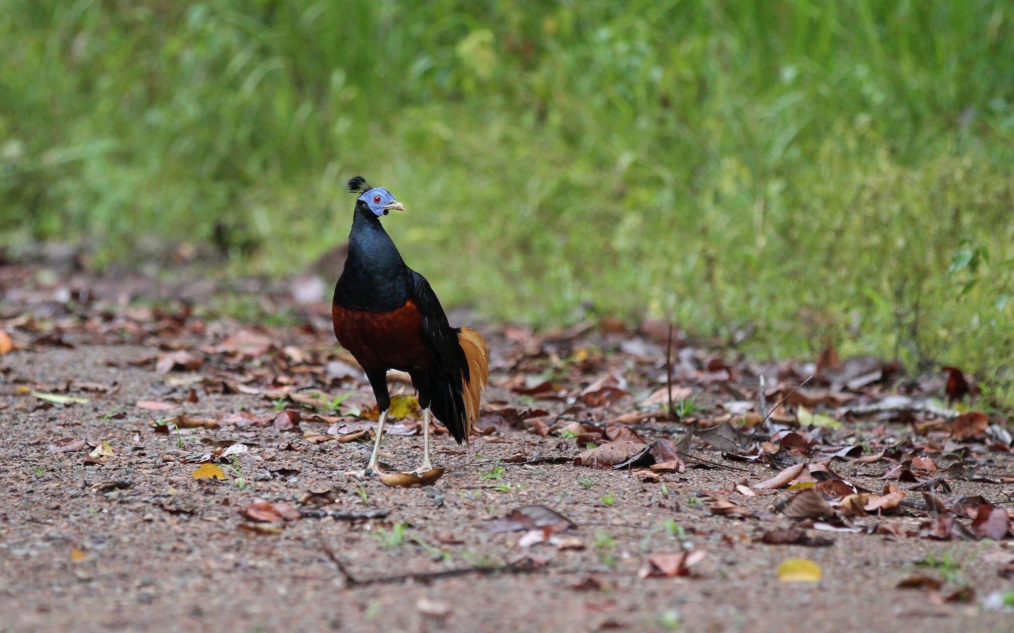 Image of Crested Fireback