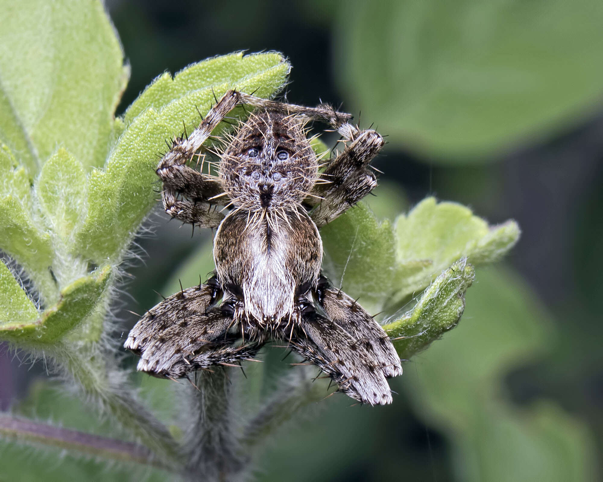 Image of Neoscona punctigera (Doleschall 1857)