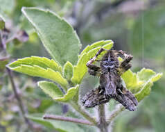 Image of Neoscona punctigera (Doleschall 1857)