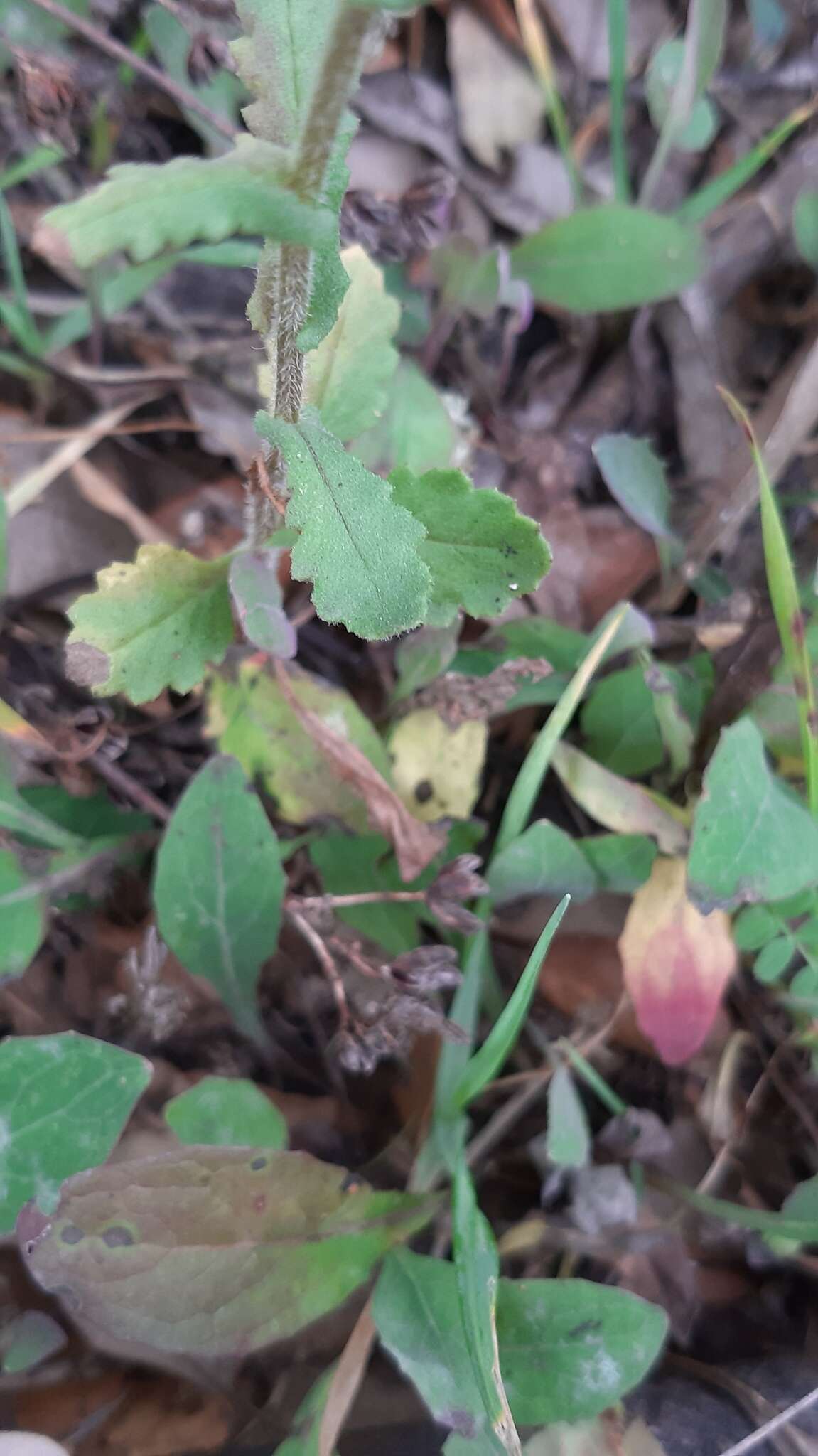 Image of Senecio lividus L.