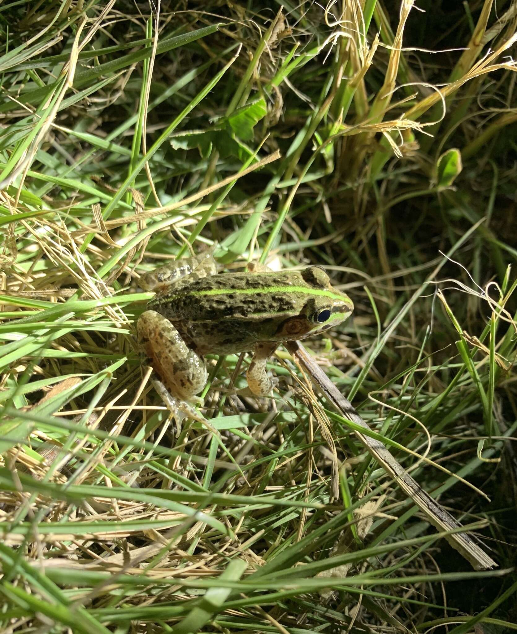 صورة Pelophylax porosus (Cope 1868)