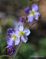 Image of Heliophila lactea Schltr.