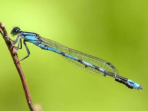 Image of New England Bluet