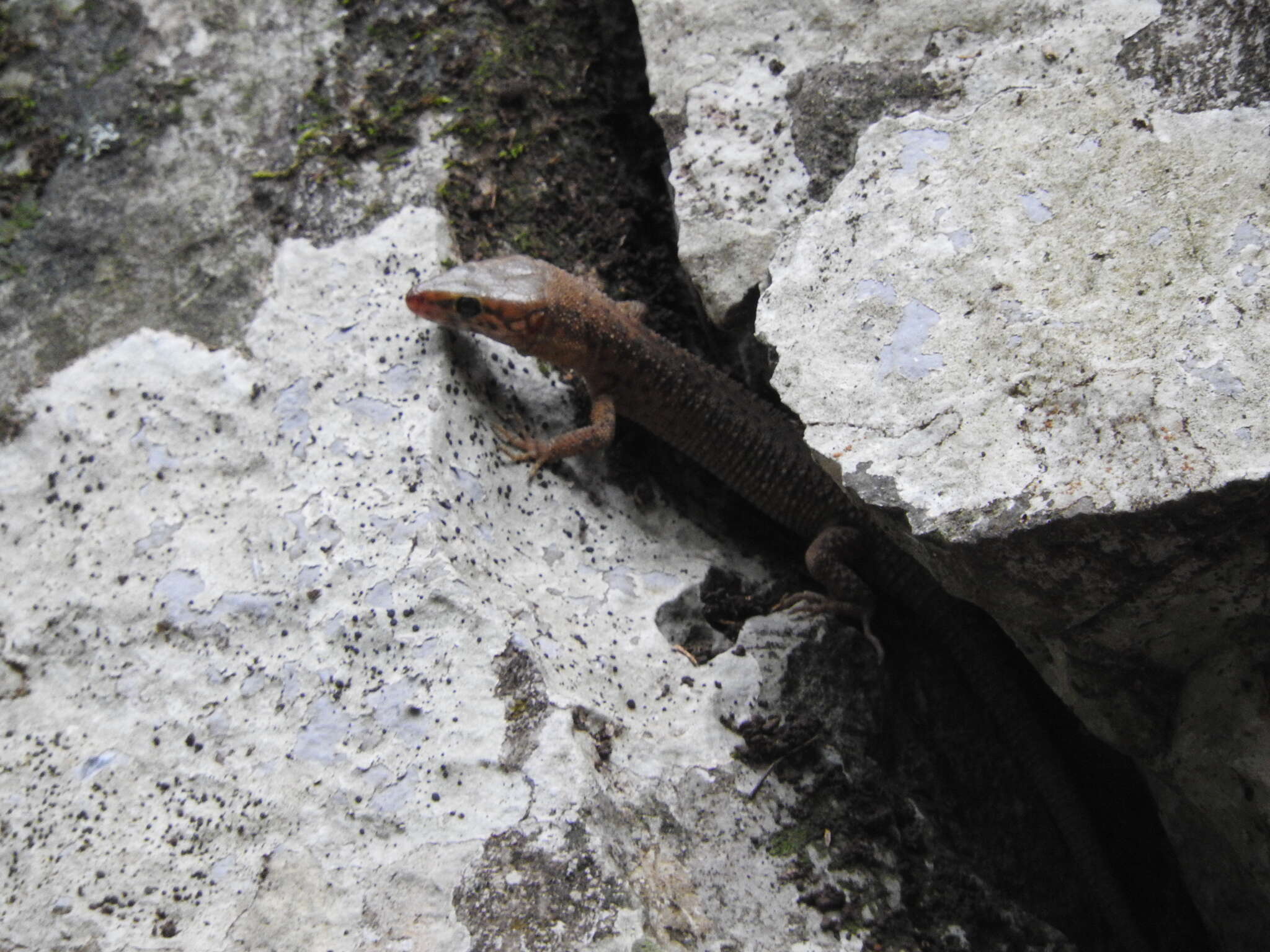 Image of Madrean Tropical Night Lizard