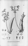 Image of Catasetum lemosii Rolfe