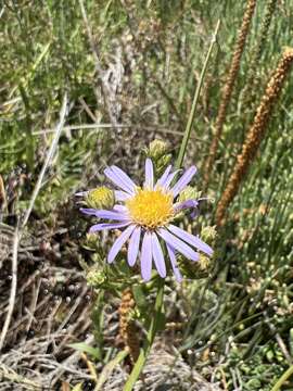 Imagem de Symphyotrichum lentum (Greene) G. L. Nesom