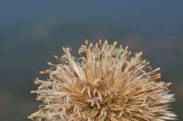 Image of Echinops sahyadricus