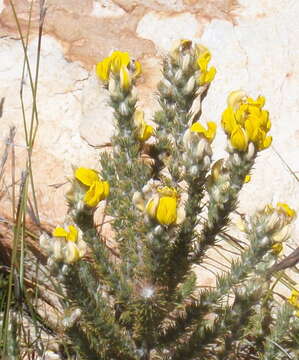 Image of <i>Aspalathus <i>shawii</i></i> subsp. shawii