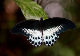 Image of Blue Mormon